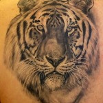 Tiger Tribal Tattoo1 150x150 - 100’s of Tiger Tribal Tattoo Design Ideas Pictures Gallery