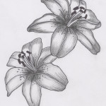 lilly tattoos 6 150x150 - Lilly Tattoos Design Ideas Pictures Gallery