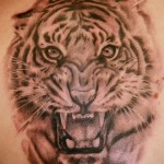 tiger tattoos 9 150x150 - Tiger Tattoos Design Ideas Pictures Gallery