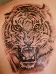 tiger tattoos 9 229x300 - Tiger Tattoos Design Ideas Pictures Gallery