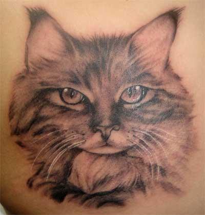 Cat Tattoos 10 - 100's of Steve-O Tattoo Design Ideas Picture Gallery